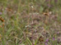 Artemisia campestris ssp. campestris Lyngsjön, Kristianstad, Skåne, Sweden 20170719_0116