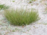 Artemisia campestris ssp. campestris Sanddynerna, Ribersborg, Malmö, Skåne, Sweden 20200715_0043