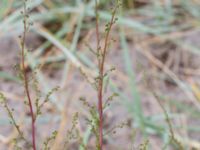 Artemisia campestris ssp. campestris Sanddynerna, Ribersborg, Malmö, Skåne, Sweden 20200715_0044