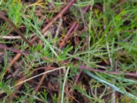 Artemisia campestris ssp. campestris Sanddynerna, Ribersborg, Malmö, Skåne, Sweden 20200715_0045