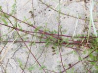 Artemisia campestris ssp. campestris Sanddynerna, Ribersborg, Malmö, Skåne, Sweden 20200715_0046