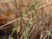 Artemisia campestris ssp. campestris Strandäng S Domstensgatan, Höganäs, Skåne, Sweden 20180702_0108