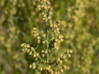 Artemisia dracunculus Limhamns kalkbrott, Malmö, Skåne, Sweden 20170903_0129
