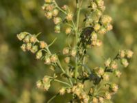 Artemisia dracunculus Limhamns kalkbrott, Malmö, Skåne, Sweden 20170903_0130