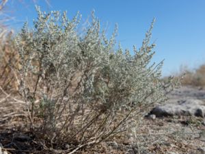 Artemisia lessingiana