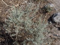Artemisia lessingiana Chersonesos, Sevastopol, Crimea, Russia 20150914_0053