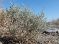 Artemisia lessingiana Chersonesos, Sevastopol, Crimea, Russia 20150914_0054