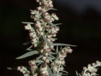 Artemisia ludoviciana Utkast SO Stångby, Lund, Skåne, Sweden 20211114_0042