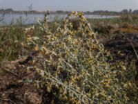 Artemisia maritima ssp. maritima Tygelsjö ängar, Malmö, Skåne, Sweden 20200923_0012