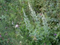Artemisia maritima ssp. maritimum Bökenäs, Immeln, Kristianstad, Skåne, Sweden 20150820_0120
