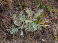 Artemisia maritima ssp. maritimum Bunkern, Tygelsjö ängar, Malmö, Skåne, Sweden 20150724_0067