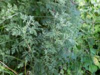 Artemisia pontica Karlarp 1-124, Tjörnarp, Höör, Skåne, Sweden 20230916_0046