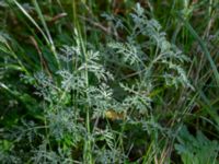 Artemisia pontica Karlarp 1-124, Tjörnarp, Höör, Skåne, Sweden 20230916_0047