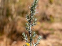 Artemisia vulgaris var. coarctata Skogsmästarestigen, Bunkeflostrand, Malmö, Skåne, Sweden 20180629_0111