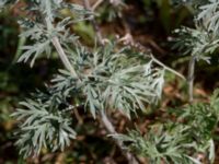 Artemisia vulgaris var. coarctata Skogsmästarestigen, Bunkeflostrand, Malmö, Skåne, Sweden 20180629_0112