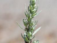 Artemisia vulgaris var. coarctata Skogsmästarestigen, Bunkeflostrand, Malmö, Skåne, Sweden 20180629_0113
