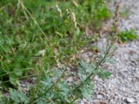 Artemisia vulgaris var. vulgaris Almåsa, Malmö, Skåner, Sweden 20150816_0007