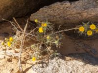 Asteriscus graveolens Oued Jenna, Awsard Road, Western Sahara, Morocco 20180220_0224