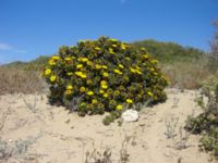 Pallenis maritima Oued Massa, Morocco 20060412B 176