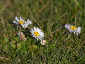 Bellis perennis - Daisy - Tusensköna