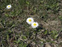 Bellis perennis Käglinge hästbacke, Malmö, Skåne, Sweden 20050503 089