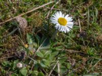 Bellis perennis Malmödammen, Tygelsjö ängar, Malmö, Skåne, Sweden 20150501_0101