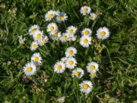 Bellis perennis Malmödammen, Tygelsjö ängar, Malmö, Skåne, Sweden 20160510_0014