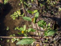 Bidens tripartita Högebjär, Dalby, Lund, Skåne, Sweden 20150906_0027