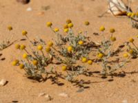 Brocchia cinerea Km 169, Awsard Road N3, Western Sahara, Morocco 20180221_0122