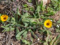 Calendula arvensis Cap Rihr, Morocco 20180225_0473