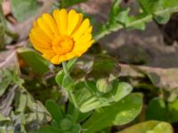 Calendula officinalis Brunnshögs f.d. odlingsområde, Lund, Skåne, Sweden 20240830_0077