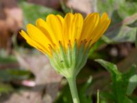 Calendula officinalis Brunnshögs f.d. odlingsområde, Lund, Skåne, Sweden 20240830_0079