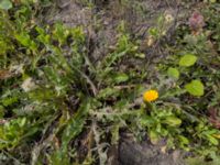 Calendula officinalis Brunnshögs f.d. odlingsområde, Lund, Skåne, Sweden 20240830_IMG_3762