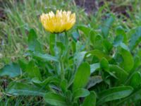 Calendula officinalis Holmastigen Ärtholmsvägen, Malmö, Skåne, Sweden 20191010_0046