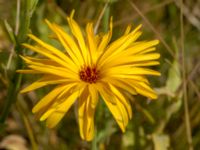 Calendula officinalis Kroksbäcksstigen, Malmö, Skåne, Sweden 20190630_0082