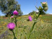 Carduus acanthoides Djurminnesplatsen, Spillepeng, Malmö, Skåne, Sweden 20190622_0032