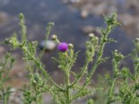 Carduus acanthoides Grodreservatet, Malmö hamn, Malmö, Skåne, Sweden 20160609_0079