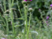 Carduus crispus Banvallen S handikappbadet, Ribersborg, Malmö, Skåne, Sweden 20170616_0001