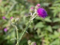 Carduus crispus Svanetorpsvägen, Åkarp, Lomma, Skåne, Sweden 20160716_0041