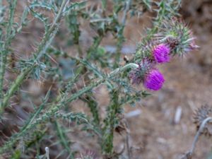 Carduus nutans - Musk Thistle - Nicktistel