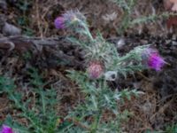 Carduus nutans Jordhamn, Borgholm, Öland, Sweden 20180808_0148