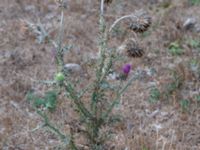 Carduus nutans Jordhamn, Borgholm, Öland, Sweden 20180808_0150