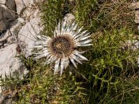 Carlina acaulis Sveti Jure, Biokovos Nature Park, Tucepi, Croatia 20170802_1496