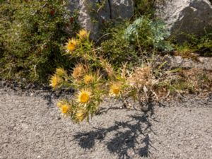 Carlina corymbosa - Clustered Carline Thistl