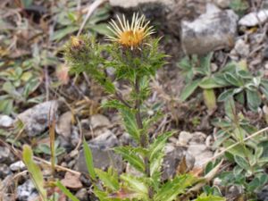 Carlina vulgaris - Carline Thistle - Spåtistel