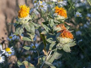 Carthamus tinctorius - Safflower - Safflor