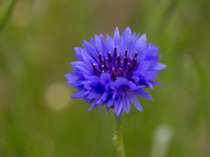 Centaurea cyanus - Cornflower - Blåklint