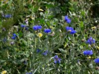 Centaurea cyanus Jordhögar S grodreservatet, Norra hamnen, Malmö, Skåne, Sweden 20170625_0061