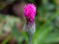 Centaurea cyanus Monumentparken, Lund, Skåne, Sweden 20190917_0036