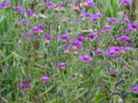 Centaurea jacea Österleden, Bjärred, Lomma, Skåne, Sweden 20160726_0052